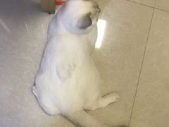 -东方名猫馆·英短金渐层布偶猫舍(环线广场1号楼店)