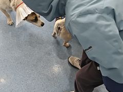 -佑安动物医院·全科·内窥镜中心(幸福巷店)