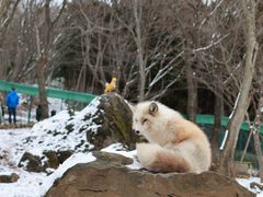 -宫城藏王狐狸村