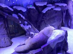 -上海海昌海洋公园-冰山北极馆