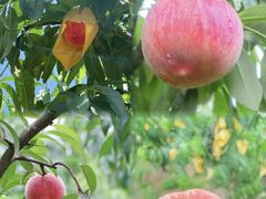-老袁家蜜桃农场·阳山水蜜桃