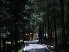 -重庆睡佛山森林公园