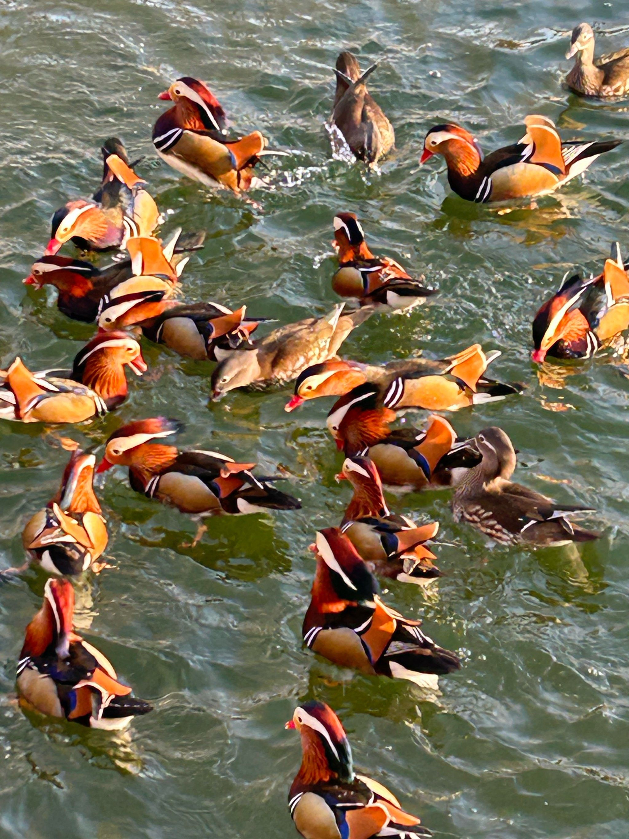 北海公园的鸳鸯