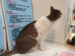 -御宝贝·A梦猫科宠物医院(国际猫友好医院)