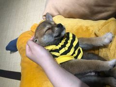 -逗柴咖啡屋·狗咖猫咖宠物桌游