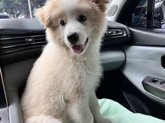 -动物缘宠物医院·骨科·猫科(西二环店)