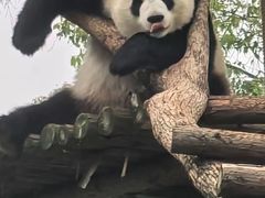 -武汉动物园