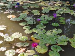 -中国科学院西双版纳热带植物园