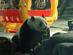 -武汉动物园