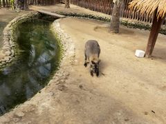-呀路古热带植物园