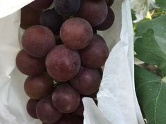 -马陆小张葡萄园农家乐