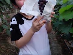 -马陆小张葡萄园农家乐