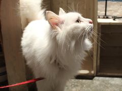 -Babycat私家御饼屋(龙头路一店)