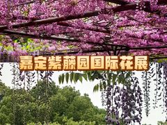 -嘉定紫藤园