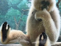 -成都动物园
