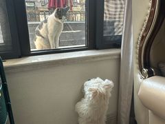 -翊宠yipet猫狗购宠庄园犬舍•猫舍