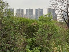 -王借岗森林公园