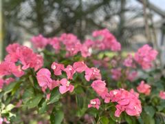 -上海辰山植物园