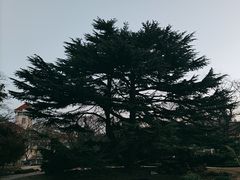 -八大关景区