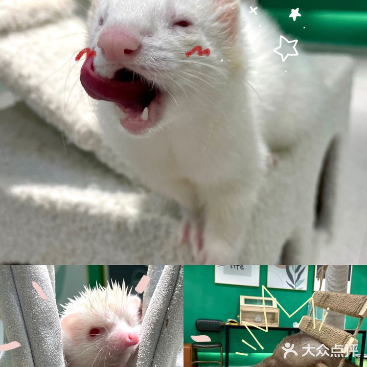 可以撸雪貂的店💘|遇见萌宠2.0