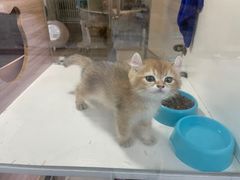 -李小姐の猫咖啡馆(五角场店)