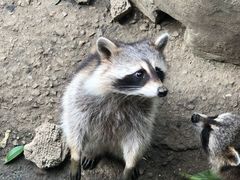 -常州淹城野生动物世界