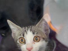 -瑞派福兴宠物医院犬猫全科·骨科·中西医结合(河东店)