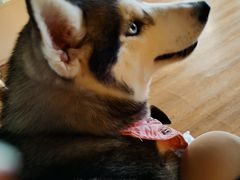 -Husky Go! 哈士奇体验馆·宠物咖啡厅狗咖