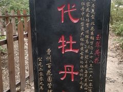-曹州百花园