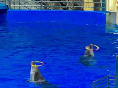 -福州罗源湾海洋世界旅游区