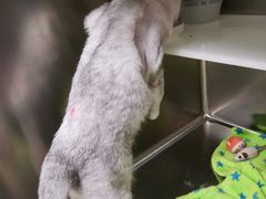 -凯特喵百思猫专科医院