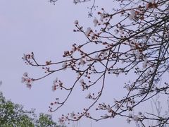 -棠湖公园