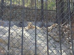 -大连森林动物园