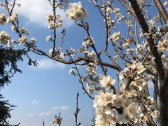 -樱桃山旅游景区