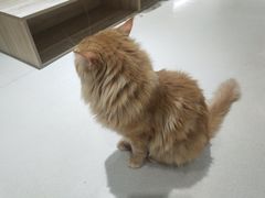 -藏猫猫咖啡主题馆(中央大道店)