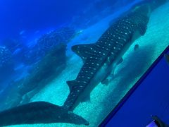 -珠海长隆海洋王国