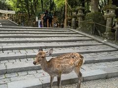 -奈良公园