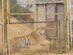 -青藏高原野生动物园