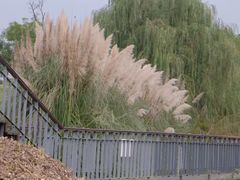-东莞植物园