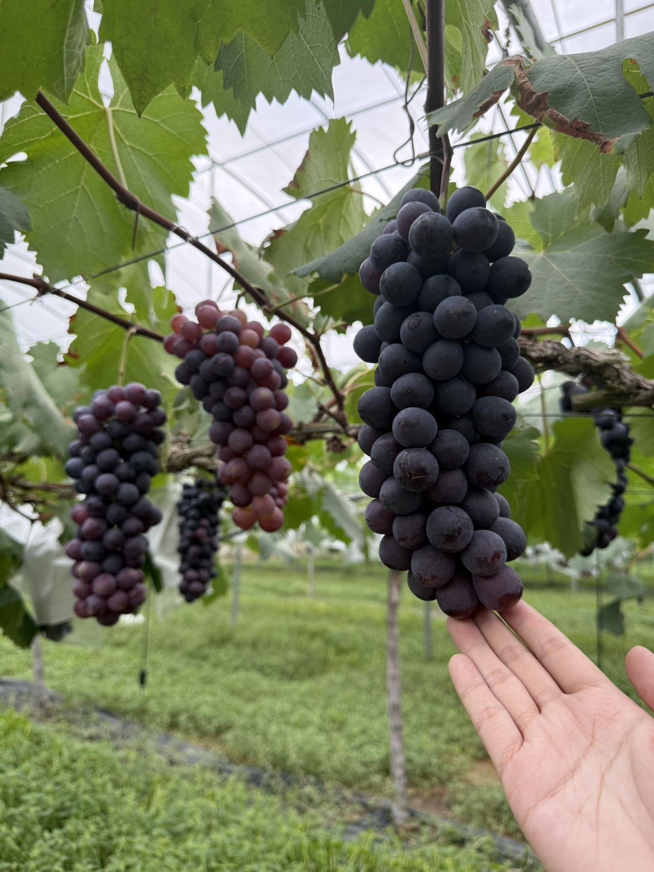 这里的黑珍珠提子会"爆珠"