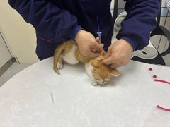 -中农国际动物医院24小时·猫科·骨科·急重症中心
