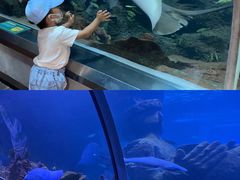 -石家庄海洋公园