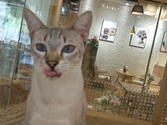 -藏猫猫咖啡主题馆(中央大道店)