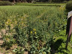 -韶山毛泽东同志故居