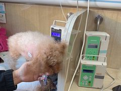 -北京观赏动物医院·24小时大型综合·猫专科·异宠专科