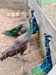 -阿菠萝小猪农场·萌宠乐园·亲子游·研学