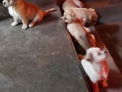 -老殷锅仔