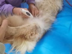 -康旭宠物医院(郑州总院)