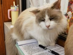 -共舞时光猫咖·狗咖(新街口店)