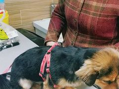 -爱侣宠医·鹦鹉专科·小型哺乳类·异宠专科(灵石路店)